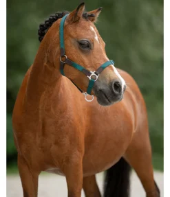 Licol poulain et shetland Katy