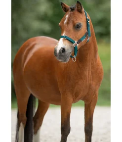 Licol poulain et shetland Katy