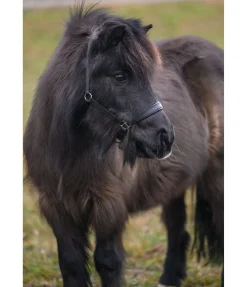 Licol poulain et shetland en cuir Siri