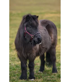 Licol poulain et shetland Future Star