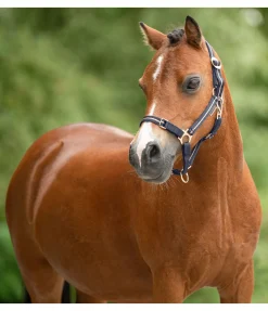 Licol poulain et shetland Shimmering