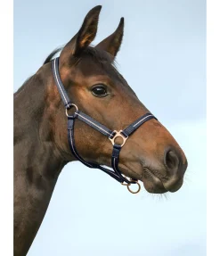 Licol poulain et shetland Shimmering