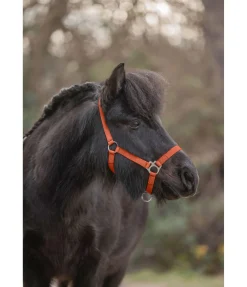 Licol poulain et shetland Grow With You