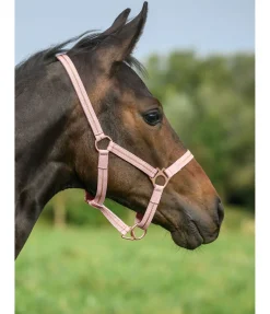 Licol poulain et shetland Shimmering