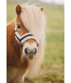 Licol pour poulain et shetland Shine