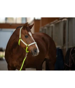 Licol réfléchissant Shiny