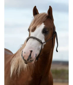 Licol sans noeuds Bonny