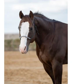 Licol sans noeuds Bonny