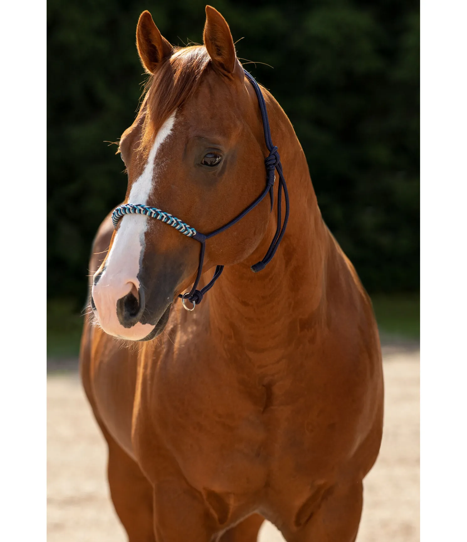 Licol sans noeuds Bonny