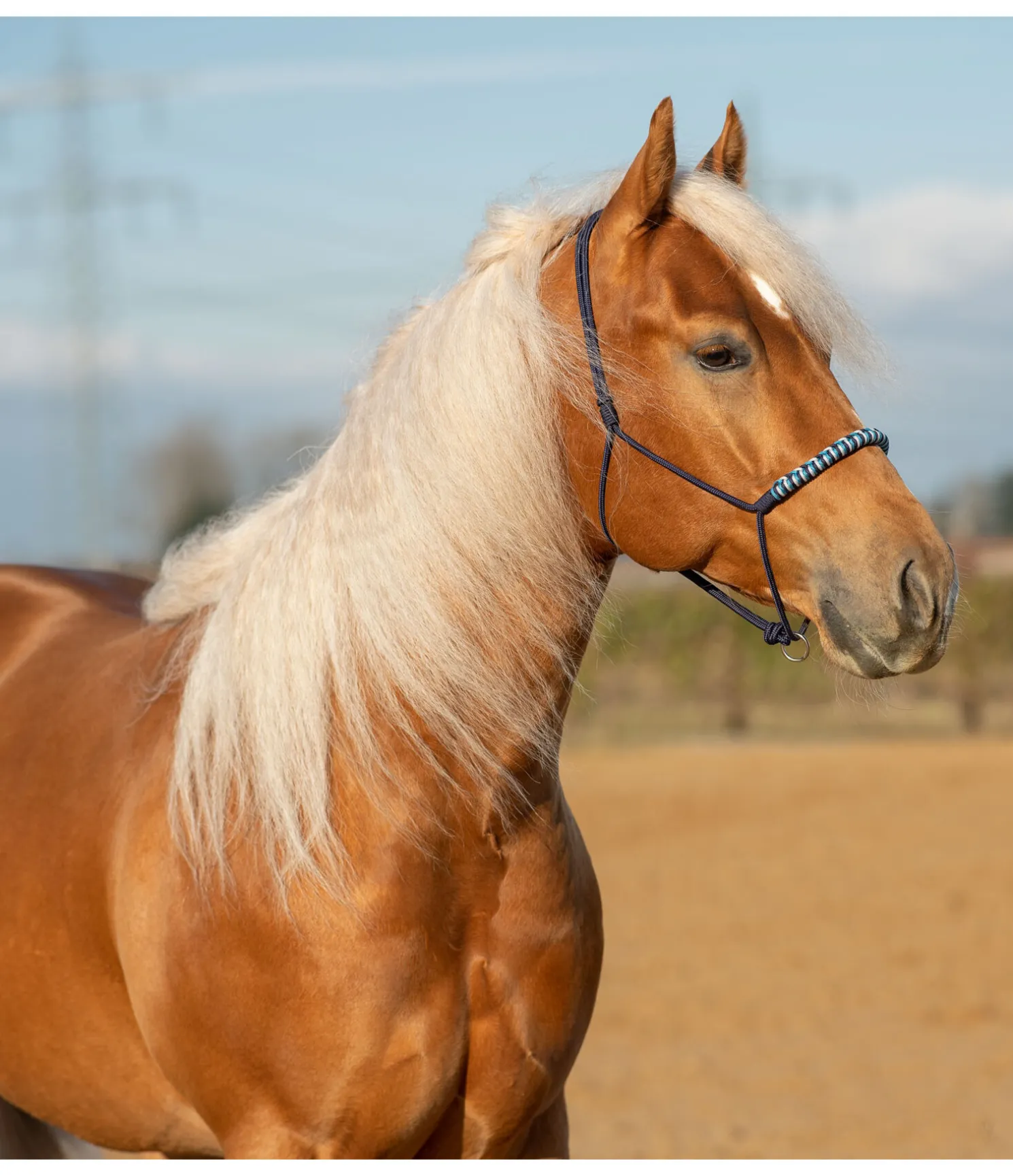 Licol sans noeuds Bonny