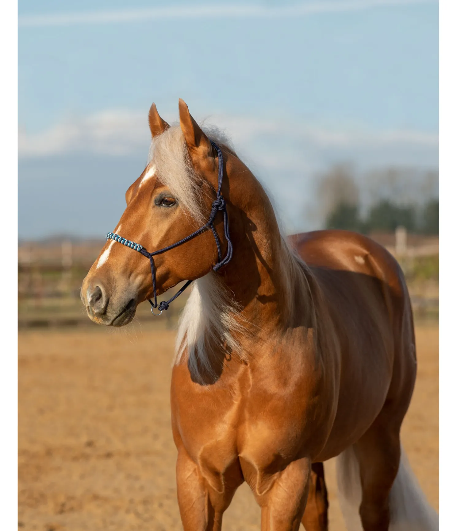 Licol sans noeuds Bonny