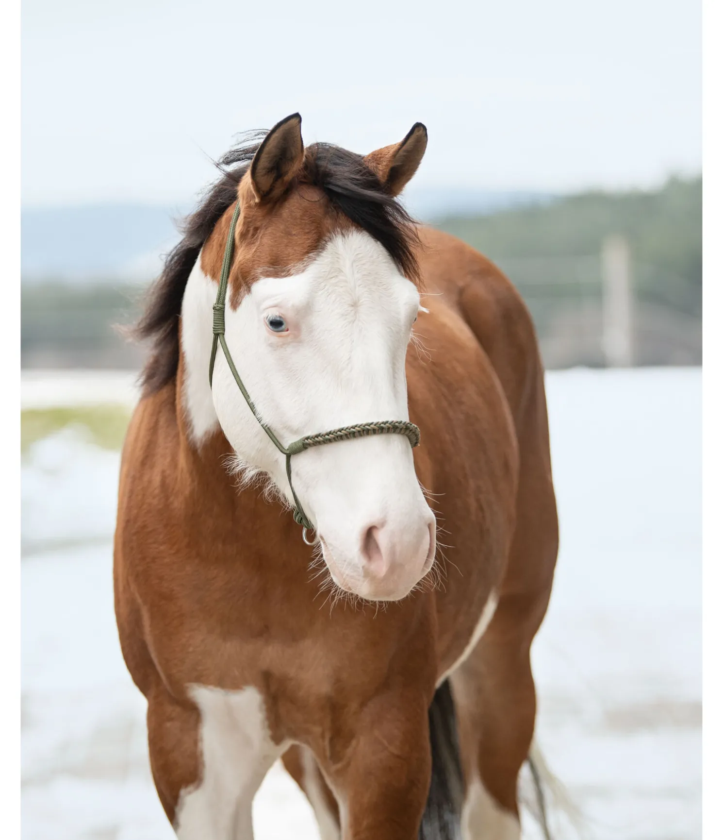 Licol sans noeuds Bonny