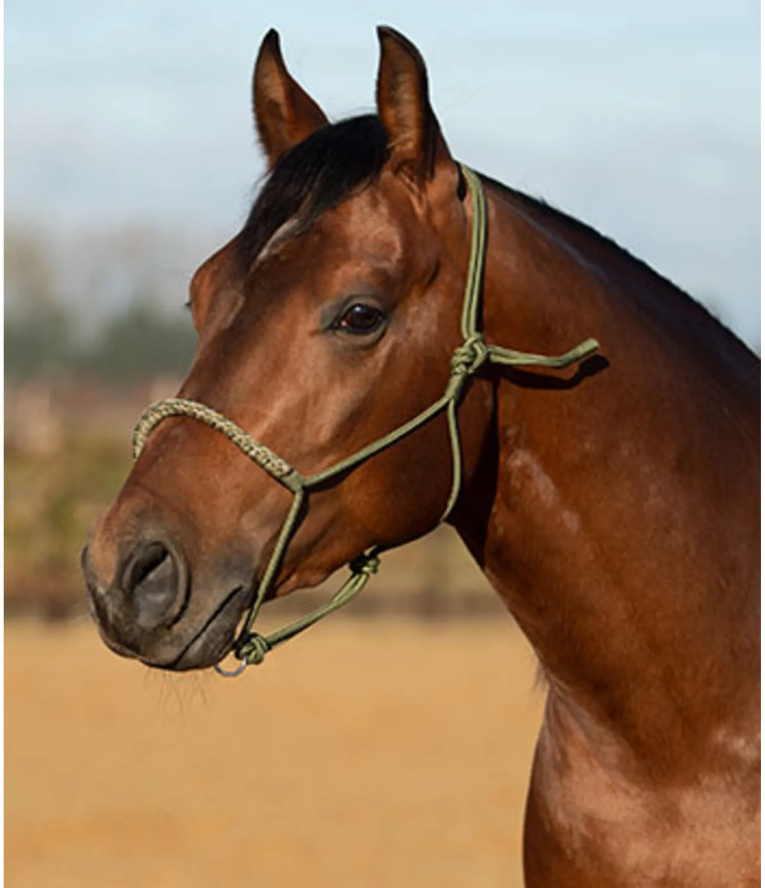 Licol sans noeuds Bonny