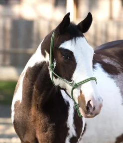 Licol éthologique Bo