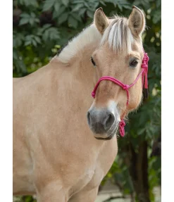 Licol éthologique Bo