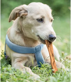 Peau de tête de boeuf pour chien